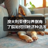 澳大利亚梗饲养指南（了解如何照顾这种活泼的狗狗）（图4）