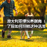 澳大利亚梗饲养指南（了解如何照顾这种活泼的狗狗）（图3）