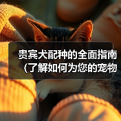 贵宾犬配种的全面指南（了解如何为您的宠物贵宾犬选择合适的伴侣）（图4）