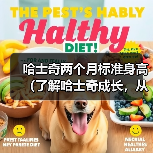 哈士奇两个月标准身高(了解哈士奇成长,从身高开始)(图2) 哈士奇两个月标准身高(了解哈士奇成长,从身高开始)(图2)