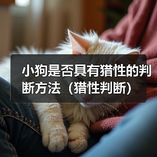 小狗是否具有猎性的判断方法(猎性判断)(图1) 小狗是否具有猎性的判断方法(猎性判断)(图1)