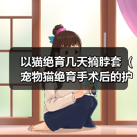 以猫绝育几天摘脖套(宠物猫绝育手术后的护理和恢复过程)(图2) 以猫绝育几天摘脖套(宠物猫绝育手术后的护理和恢复过程)(图2)