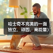 哈士奇不完美的一面（独立、顽固、高能量）（图2）