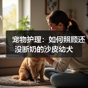宠物护理:如何照顾还没断奶的沙皮幼犬(图1) 宠物护理:如何照顾还没断奶的沙皮幼犬(图1)