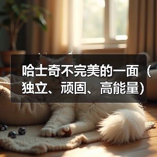 哈士奇不完美的一面（独立、顽固、高能量）（图1）
