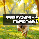 安第斯灰鸫的饲养方法——打造温馨的宠物家园(从生活习性到饲养技巧,全方位解析安第斯灰鸫的养殖要点)(图3) 安第斯灰鸫的饲养方法——打造温馨的宠物家园(从生活习性到饲养技巧,全方位解析安第斯灰鸫的养殖要点)(图3)