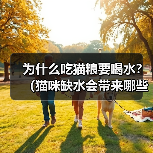 为什么吃猫粮要喝水?(猫咪缺水会带来哪些危害?)(图1) 为什么吃猫粮要喝水?(猫咪缺水会带来哪些危害?)(图1)