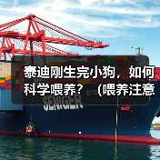 泰迪刚生完小狗,如何科学喂养?(喂养注意事项,营养搭配,健康保障)(图3) 泰迪刚生完小狗,如何科学喂养?(喂养注意事项,营养搭配,健康保障)(图3)