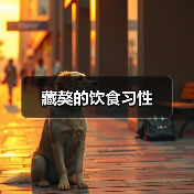 藏獒的饮食习性(图3) 藏獒的饮食习性(图3)