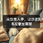 从饮食入手,让沙皮狗毛发更加亮丽(图1) 从饮食入手,让沙皮狗毛发更加亮丽(图1)