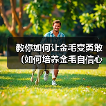 教你如何让金毛变勇敢(如何培养金毛自信心)(图1) 教你如何让金毛变勇敢(如何培养金毛自信心)(图1)
