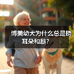博美幼犬为什么总是挠耳朵和腿?(图1) 博美幼犬为什么总是挠耳朵和腿?(图1)
