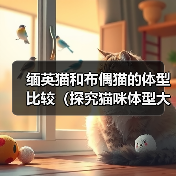 缅英猫和布偶猫的体型比较(探究猫咪体型大小对其品种特点的影响)(图1) 缅英猫和布偶猫的体型比较(探究猫咪体型大小对其品种特点的影响)(图1)