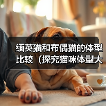 缅英猫和布偶猫的体型比较(探究猫咪体型大小对其品种特点的影响)(图4) 缅英猫和布偶猫的体型比较(探究猫咪体型大小对其品种特点的影响)(图4)