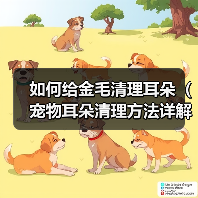 如何给金毛清理耳朵(宠物耳朵清理方法详解)(图4) 如何给金毛清理耳朵(宠物耳朵清理方法详解)(图4)