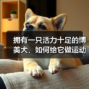 拥有一只活力十足的博美犬，如何给它做运动？（为你的宠物制定一份运动计划，让它更健康快乐）（图3）