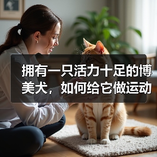 拥有一只活力十足的博美犬，如何给它做运动？（为你的宠物制定一份运动计划，让它更健康快乐）（图2）