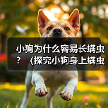 小狗为什么容易长螨虫?(探究小狗身上螨虫的原因和解决方法)(图3) 小狗为什么容易长螨虫?(探究小狗身上螨虫的原因和解决方法)(图3)