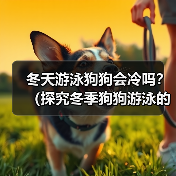 冬天游泳狗狗会冷吗?(探究冬季狗狗游泳的注意事项)(图1) 冬天游泳狗狗会冷吗?(探究冬季狗狗游泳的注意事项)(图1)
