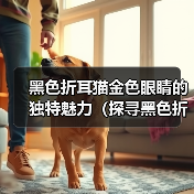 黑色折耳猫金色眼睛的独特魅力（探寻黑色折耳猫金色眼睛的美丽秘密）（图1）