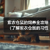 紫衣仓鼠的饲养全攻略(了解紫衣仓鼠的习性,让它健康成长)(图1) 紫衣仓鼠的饲养全攻略(了解紫衣仓鼠的习性,让它健康成长)(图1)