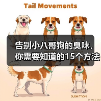 告别小八哥狗的臭味,你需要知道的15个方法(如何消除小八哥狗的臭味?去除狗味的有效技巧)(图4) 告别小八哥狗的臭味,你需要知道的15个方法(如何消除小八哥狗的臭味?去除狗味的有效技巧)(图4)
