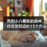 告别小八哥狗的臭味,你需要知道的15个方法(如何消除小八哥狗的臭味?去除狗味的有效技巧)(图2) 告别小八哥狗的臭味,你需要知道的15个方法(如何消除小八哥狗的臭味?去除狗味的有效技巧)(图2)