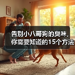 告别小八哥狗的臭味,你需要知道的15个方法(如何消除小八哥狗的臭味?去除狗味的有效技巧)(图1) 告别小八哥狗的臭味,你需要知道的15个方法(如何消除小八哥狗的臭味?去除狗味的有效技巧)(图1)