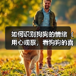 如何识别狗狗的情绪(用心观察,看狗狗的喜怒哀乐)(图3) 如何识别狗狗的情绪(用心观察,看狗狗的喜怒哀乐)(图3)