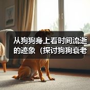 从狗狗身上看时间流逝的迹象（探讨狗狗衰老的表现及如何关爱老年宠物）（图1）