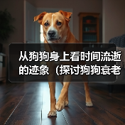 从狗狗身上看时间流逝的迹象（探讨狗狗衰老的表现及如何关爱老年宠物）（图4）