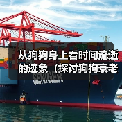 从狗狗身上看时间流逝的迹象（探讨狗狗衰老的表现及如何关爱老年宠物）（图2）