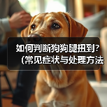 如何判断狗狗腿扭到?(常见症状与处理方法)(图1) 如何判断狗狗腿扭到?(常见症状与处理方法)(图1)