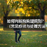 如何判断狗狗腿扭到?(常见症状与处理方法)(图2) 如何判断狗狗腿扭到?(常见症状与处理方法)(图2)
