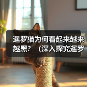 暹罗猫为何看起来越来越黑?(深入探究暹罗猫的毛色变化与基因遗传)(图4) 暹罗猫为何看起来越来越黑?(深入探究暹罗猫的毛色变化与基因遗传)(图4)