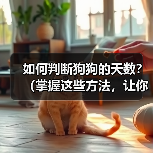 如何判断狗狗的天数？（掌握这些方法，让你不再为狗狗的年龄而烦恼）（图2）