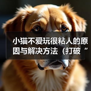 小猫不爱玩很粘人的原因与解决方法(打破“猫不爱玩”的迷思,让小猫喜欢上玩耍)(图3) 小猫不爱玩很粘人的原因与解决方法(打破“猫不爱玩”的迷思,让小猫喜欢上玩耍)(图3)