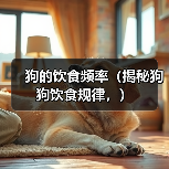 狗的饮食频率（揭秘狗狗饮食规律，）（图1）