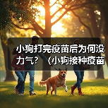 小狗打完疫苗后为何没力气？（小狗接种疫苗后的不适症状及应对方法）（图1）