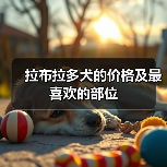 拉布拉多犬的价格及最喜欢的部位（图1）