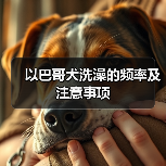以巴哥犬洗澡的频率及注意事项（图2）