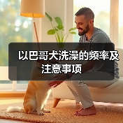 以巴哥犬洗澡的频率及注意事项（图1）
