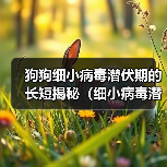 狗狗细小病毒潜伏期的长短揭秘（细小病毒潜伏期与预防关键要点分析）（图2）