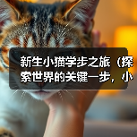 新生小猫学步之旅（探索世界的关键一步，小猫如何学会走路？）（图1）