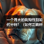 一个月大的狗狗性别如何分辨？（如何正确辨别狗狗性别，帮助它健康成长）（图1）