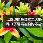 以泰迪的禁食水果大揭秘（了解泰迪狗狗不能吃的水果，让它们健康快乐成长）（图1）