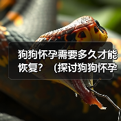 狗狗怀孕需要多久才能恢复?(探讨狗狗怀孕后的恢复周期与关键因素)(图1) 狗狗怀孕需要多久才能恢复?(探讨狗狗怀孕后的恢复周期与关键因素)(图1)