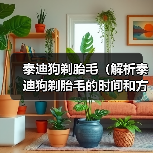 泰迪狗剃胎毛(解析泰迪狗剃胎毛的时间和方法)(图1) 泰迪狗剃胎毛(解析泰迪狗剃胎毛的时间和方法)(图1)