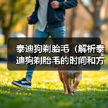 泰迪狗剃胎毛(解析泰迪狗剃胎毛的时间和方法)(图3) 泰迪狗剃胎毛(解析泰迪狗剃胎毛的时间和方法)(图3)