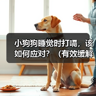 小狗狗睡觉时打嗝，该如何应对？（有效缓解小狗狗打嗝的方法）（图3）